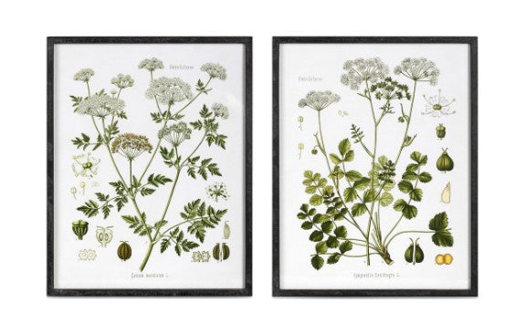 Summer Wildflower Framed Prints, 2 Assorted Styles