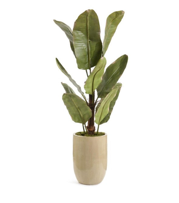 The New Banana Plant