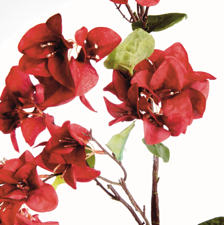 Bougainvillea Stems 54" Bundle of 2
