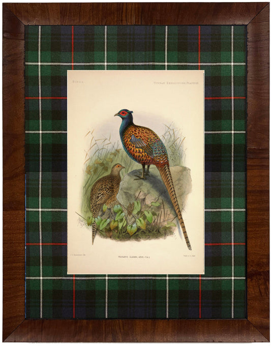 Framed Vintage Pheasant