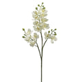 Mini Phalaenopsis Orchid Spray White