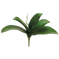 Phalaenopsis Leaf Plant Green