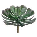 6" Aeonium Green Gray