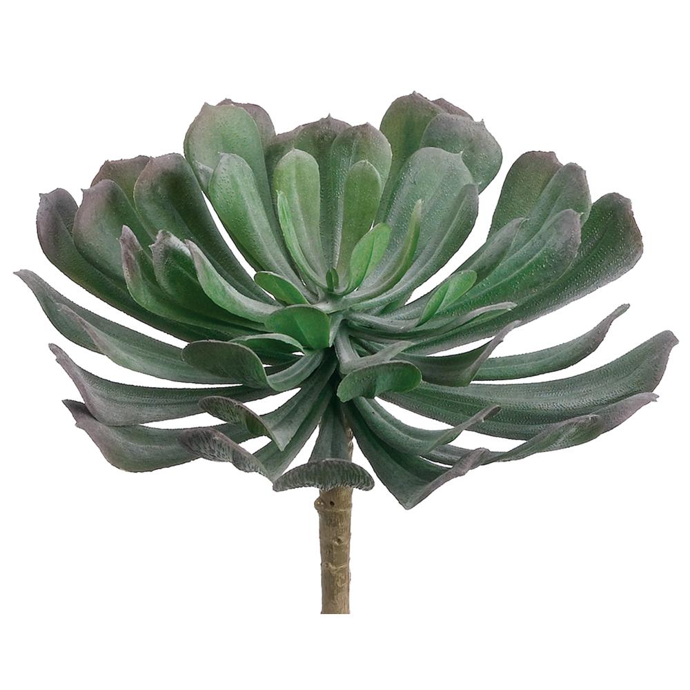 6" Aeonium Green Gray
