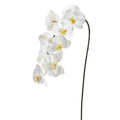 Phalaenopsis Orchid Spray White