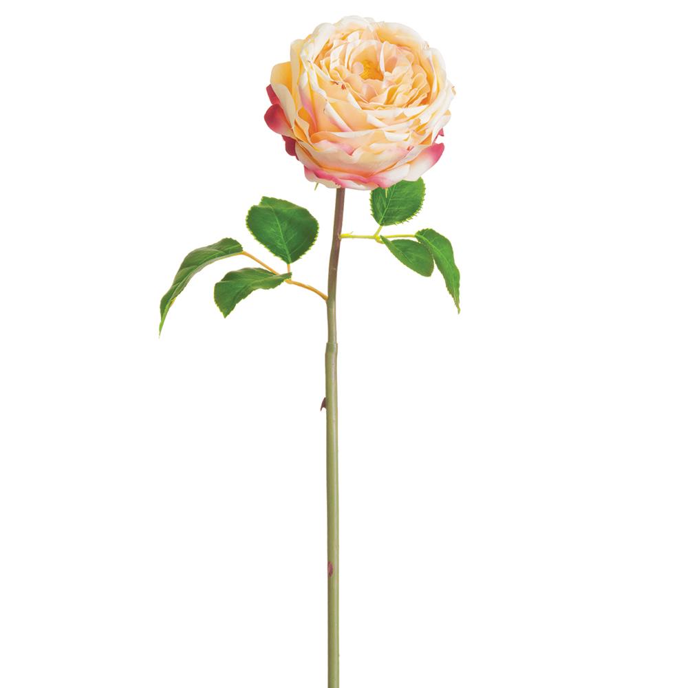 Cabbage Rose Bud Spray Two Tone Pink