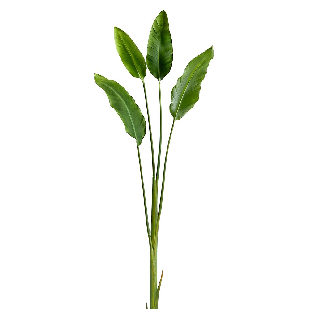 Bird of Paradise Leaf Plant