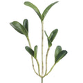 Cattleya Orchid Leaf Plant With 10 Leaves Green