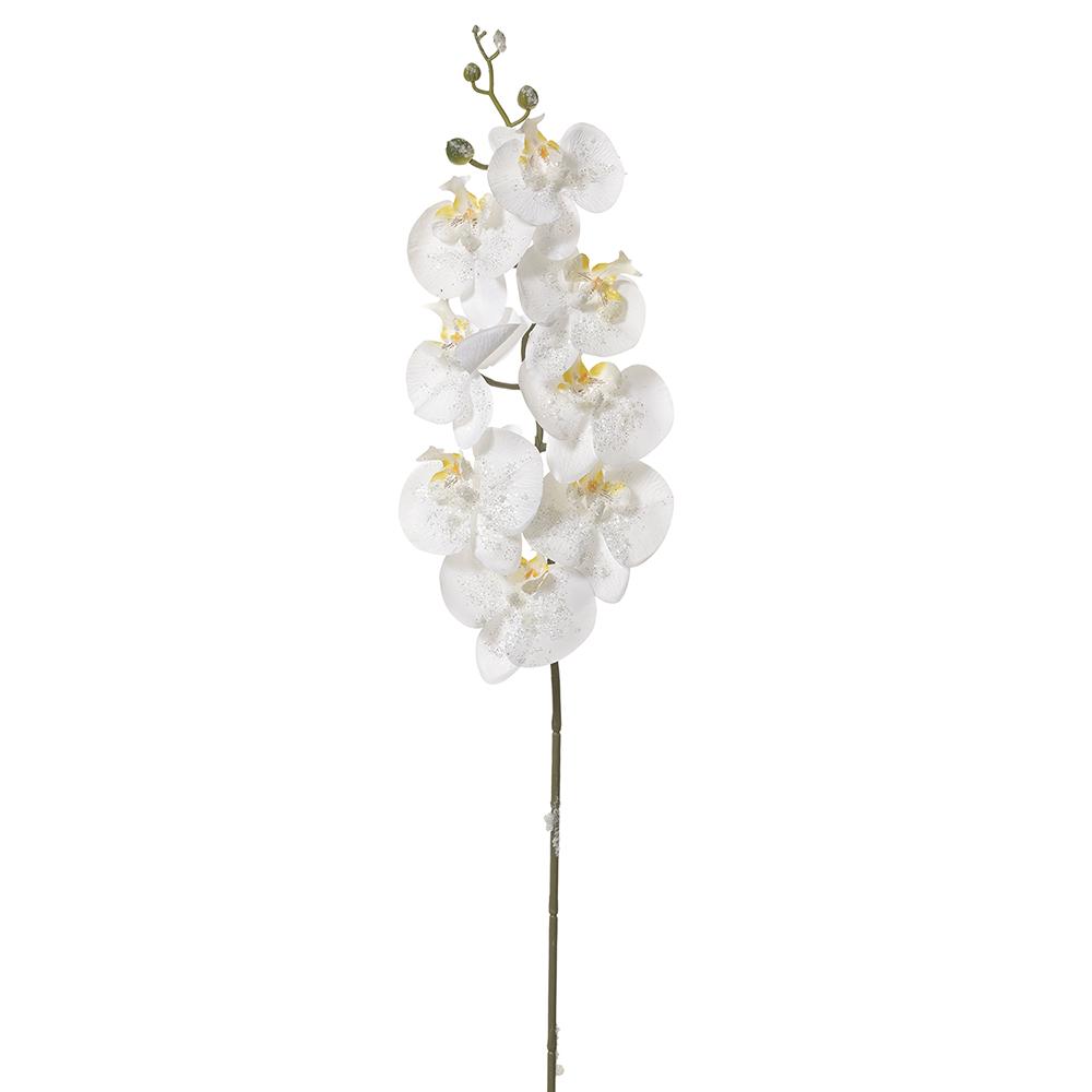 Iced Phalaenopsis Orchid Spray With 8 Flowers White 34"