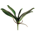 Phalaenopsis Orchid Leaf Plant Green
