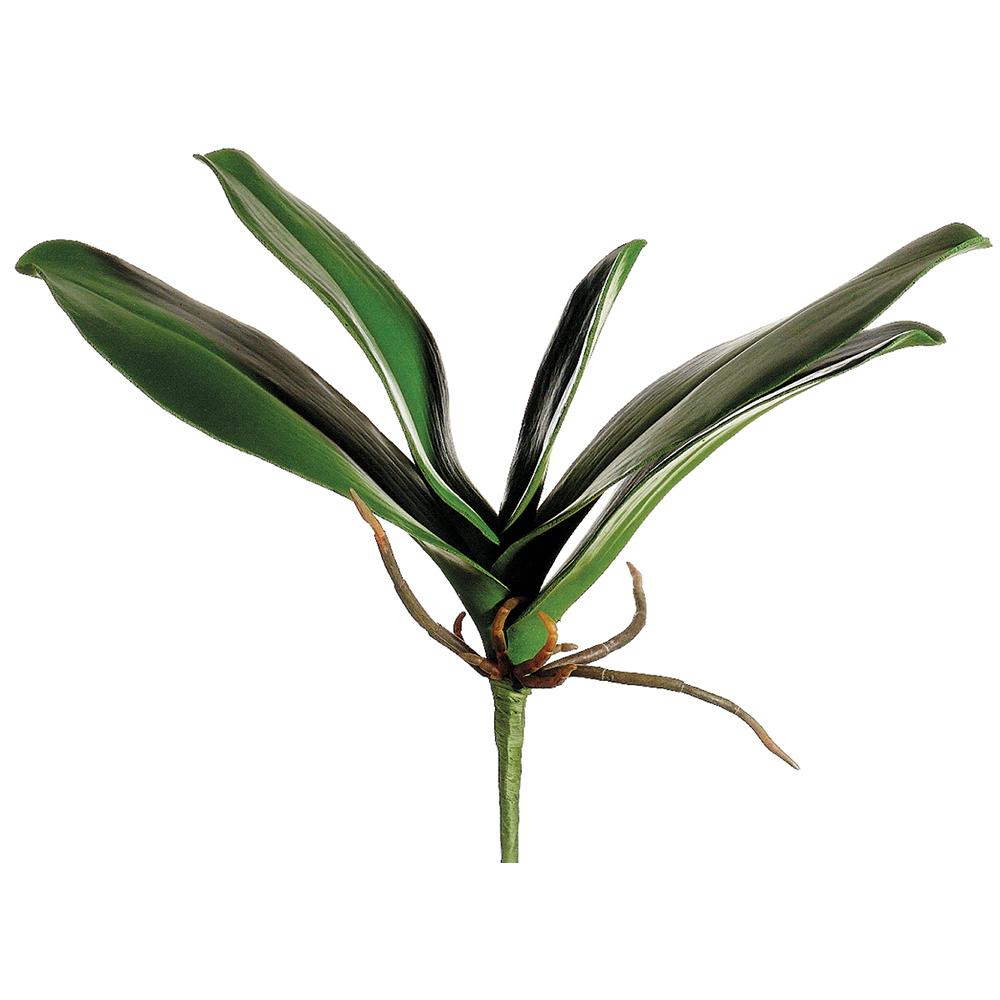 Phalaenopsis Orchid Leaf Plant Green
