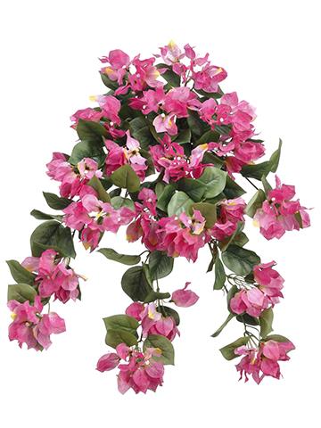 Bougainvillea Hanging Bush Mauve Pink