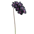Phalaenopsis Orchid Spray Black Purple