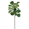 Fiddle Leaf Branch