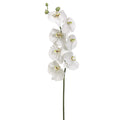 Phalaenopsis Orchid Spray