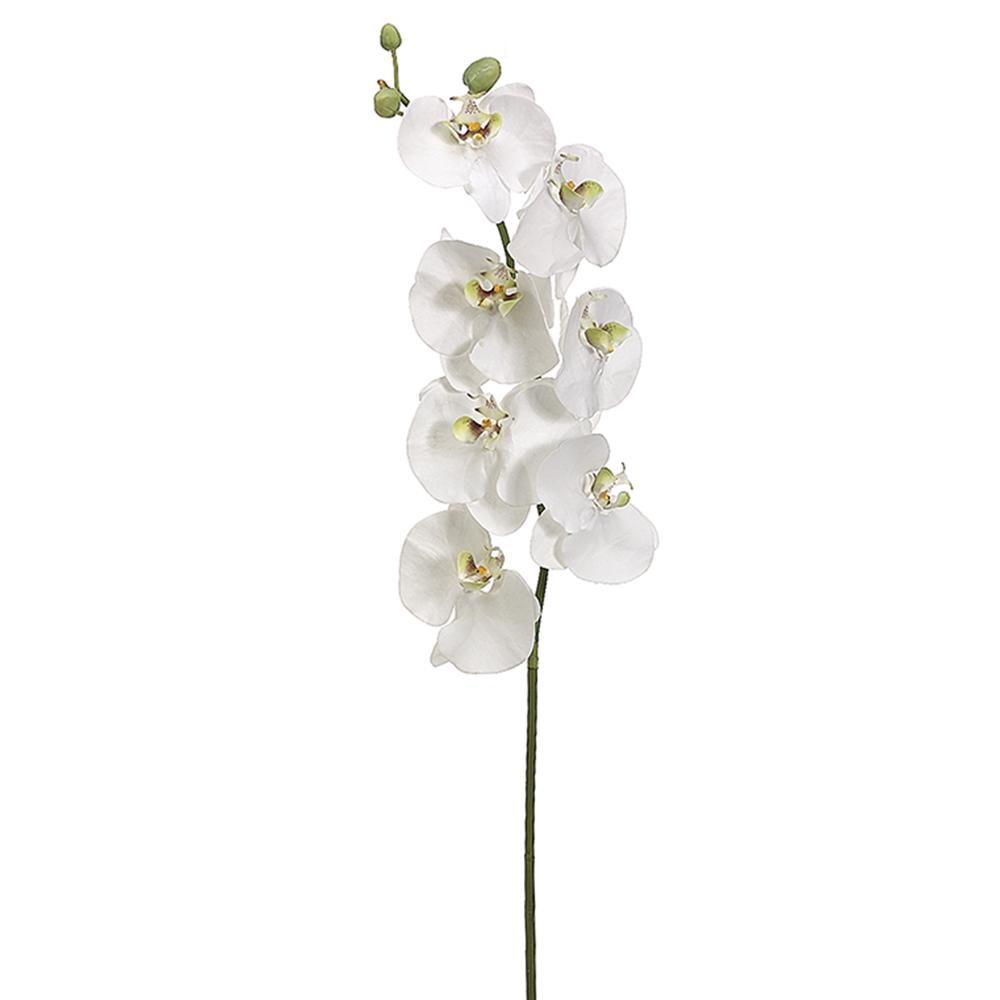 Phalaenopsis Orchid Spray