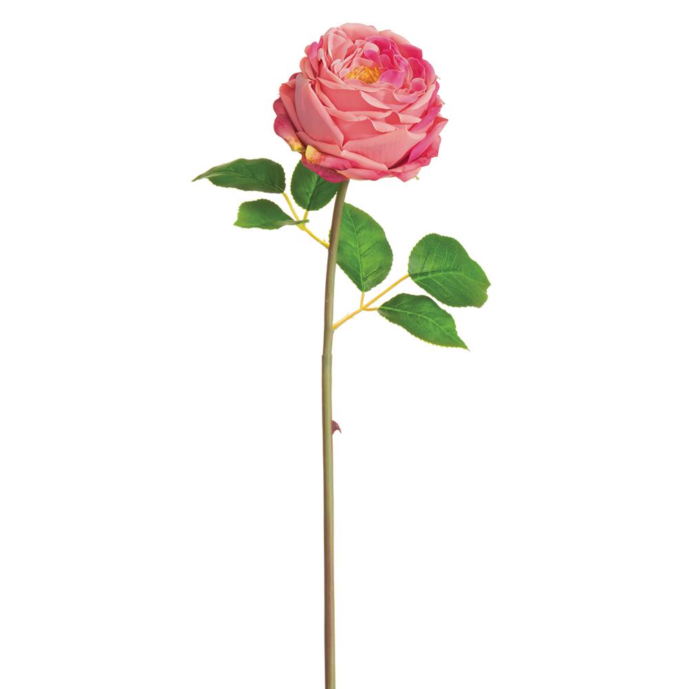 Cabbage Rose Bud Spray Two Tone Rose