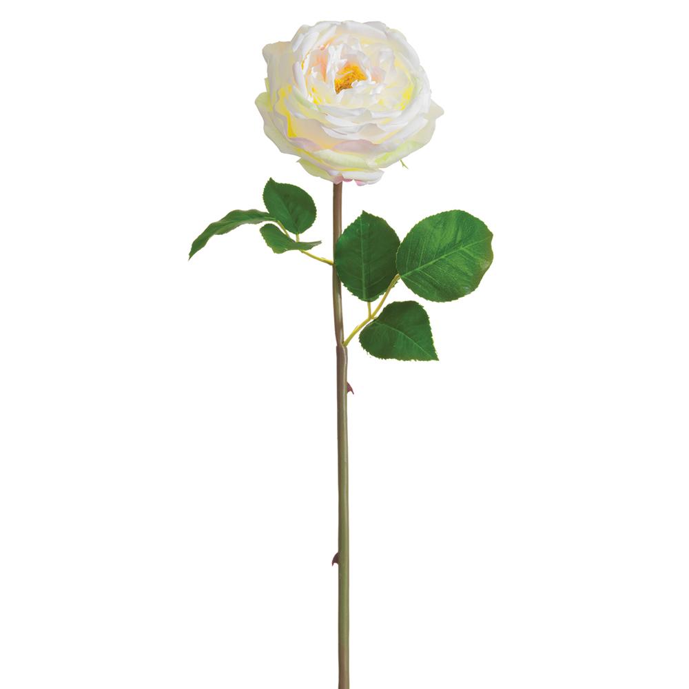 Cabbage Rose Bud Spray Cream Blush