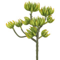 Spike Aeonium Pick Green Yellow