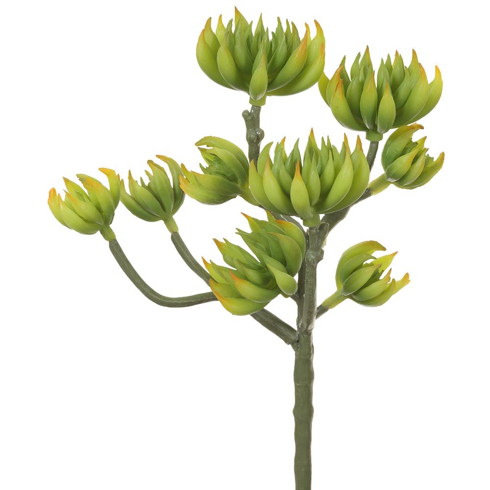 Spike Aeonium Pick Green Yellow