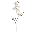 Phalaenopsis Orchid Spray 34"