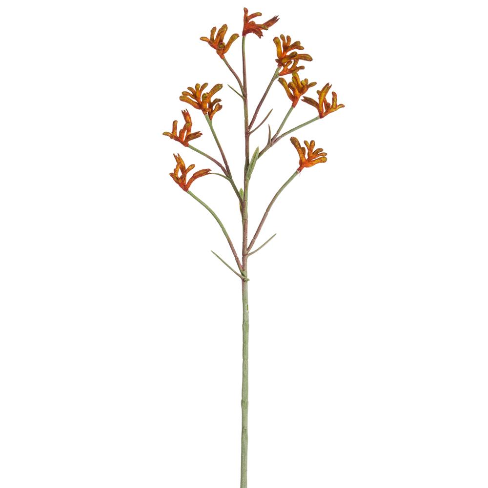 Kangaroo Paw Spray Orange Rust