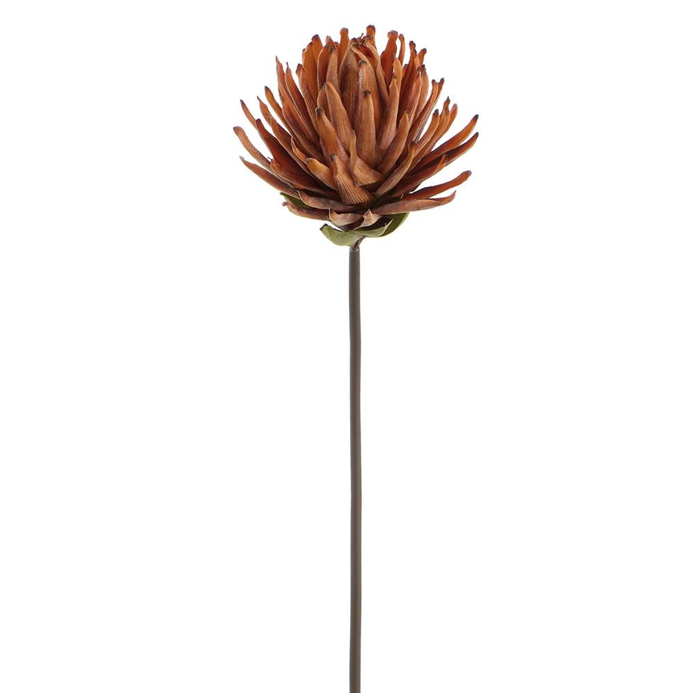 Dried-Look Protea Spray Rust