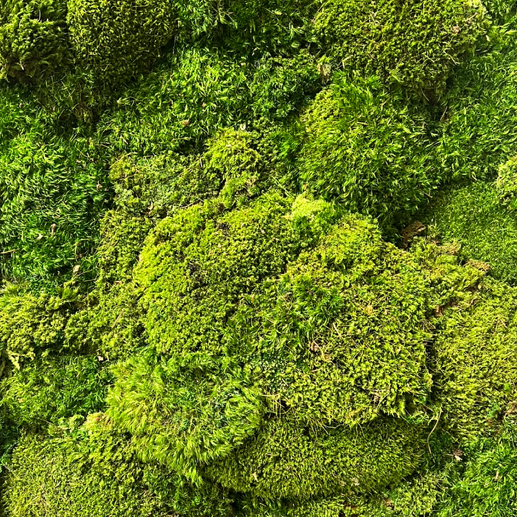 Moss Wall Panel