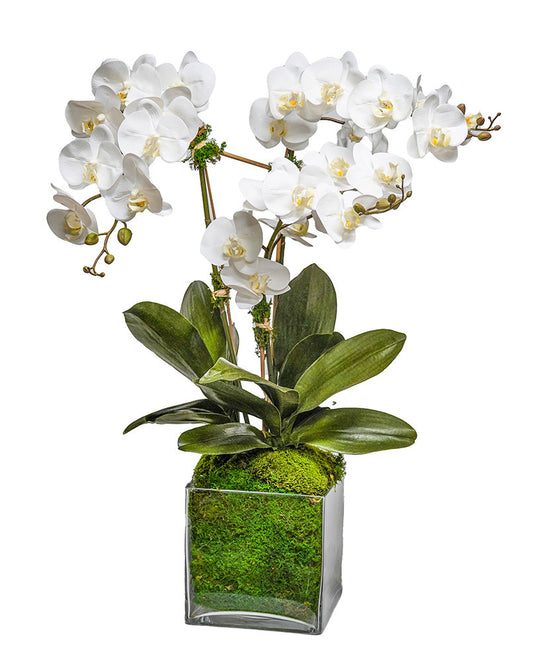 White Triple Orchid 8" Glass Cube