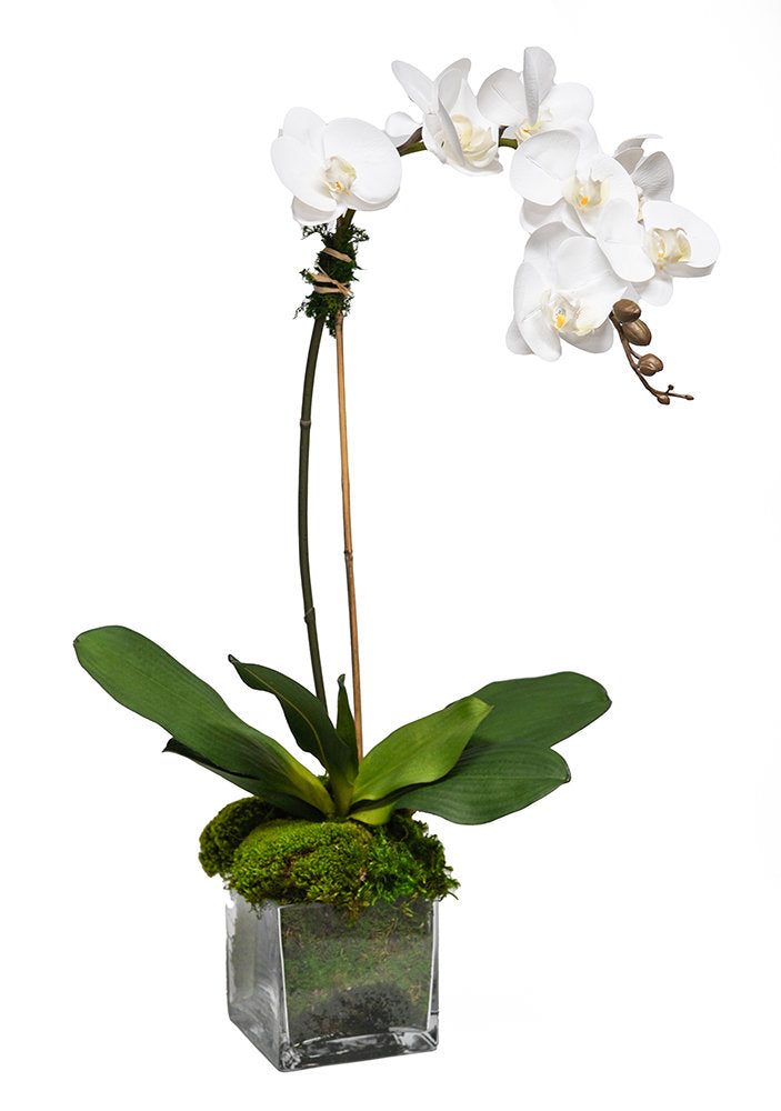 White Orchid 5" Glass Cube
