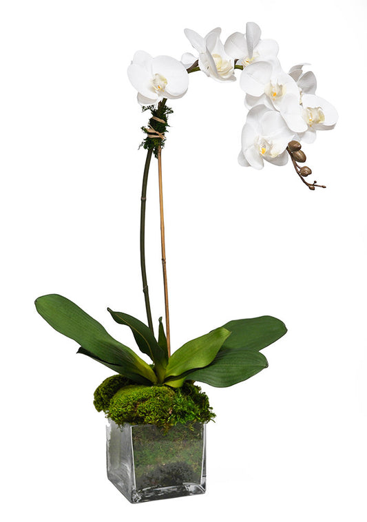 White Orchid 5" Glass Cube