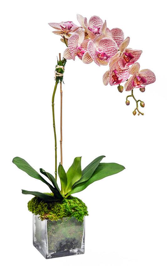 Striped Orchid 5" Glass Cube