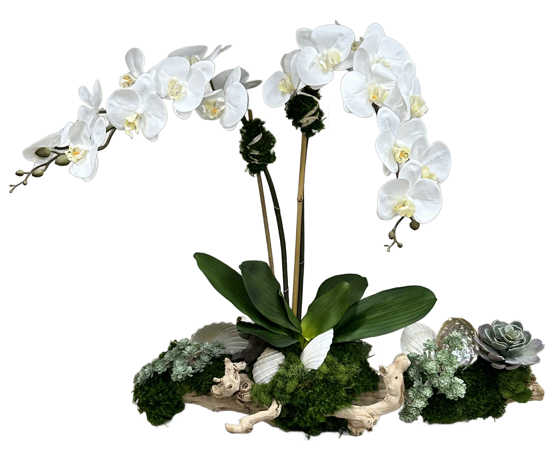 Orchid Grapewood Shore Line Branch