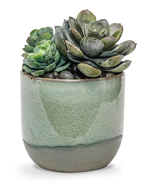 Caribe Medium Succulent Pot