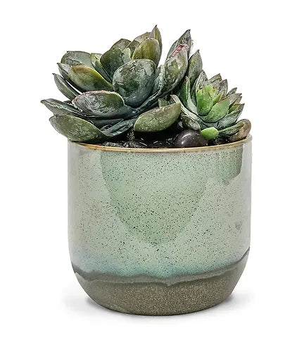 Caribe Small Succulent Pot