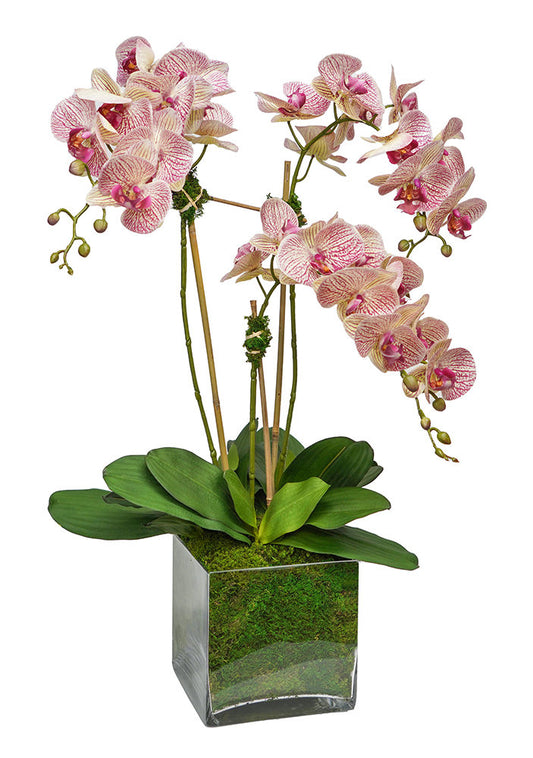 Striped Triple Orchid 8" Glass Cube
