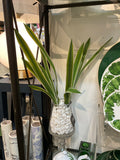 Grass Shell In Glass
