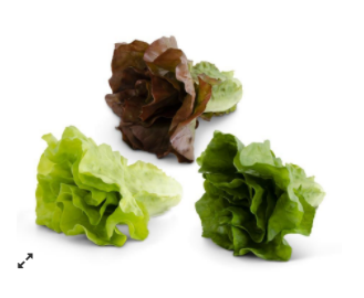 Assorted Real Touch Romaine Lettuce