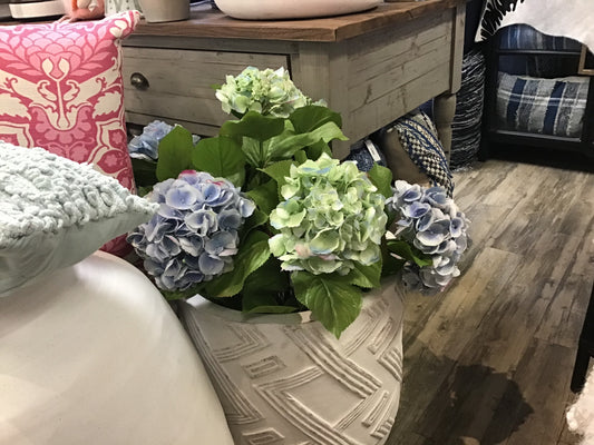 Light Blue Hydrangea in Pot