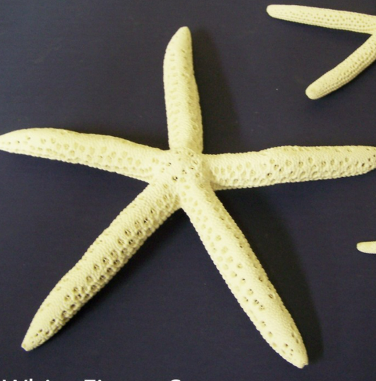 Starfish Finger Bleached 5"