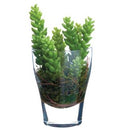 Sedum in Glass Vase Green