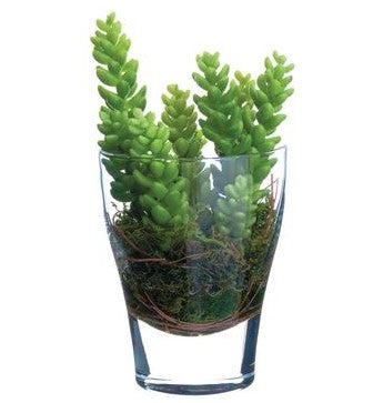 Sedum in Glass Vase Green