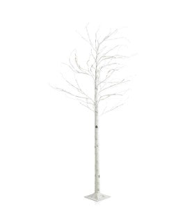 4ft White Birch Tree