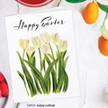 Tulipa Cultivar (Easter)
