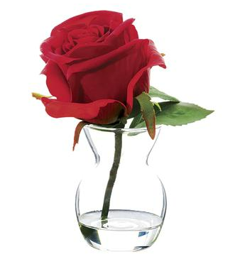 Rose in Glass Vase, Red