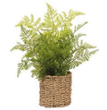 Leather Fern in Basket Green