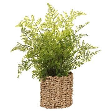 Leather Fern in Basket Green