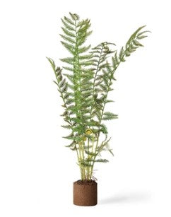 Sword Fern 32" Drop In