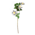 Wild Rose Spray - Cream