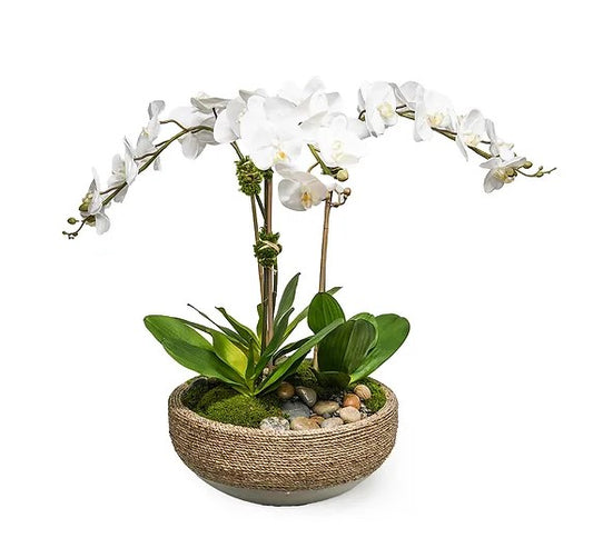 Triple Orchid In Rope Cement Bowl